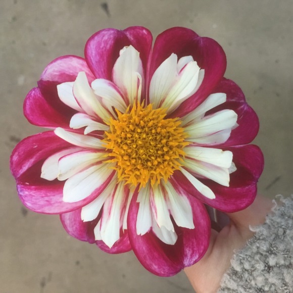nhpdesigns7